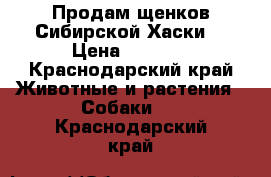 Продам щенков Сибирской Хаски  › Цена ­ 5 000 - Краснодарский край Животные и растения » Собаки   . Краснодарский край